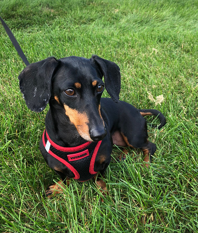 Asigned Subject In Class B By Joy Battista For Baby Bailey OCT-2018.jpg